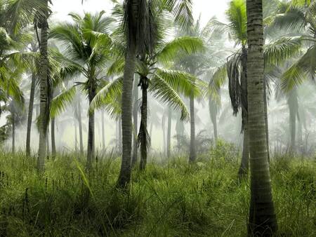 Bosques tropicales primitivos. Foto: Unsplash.