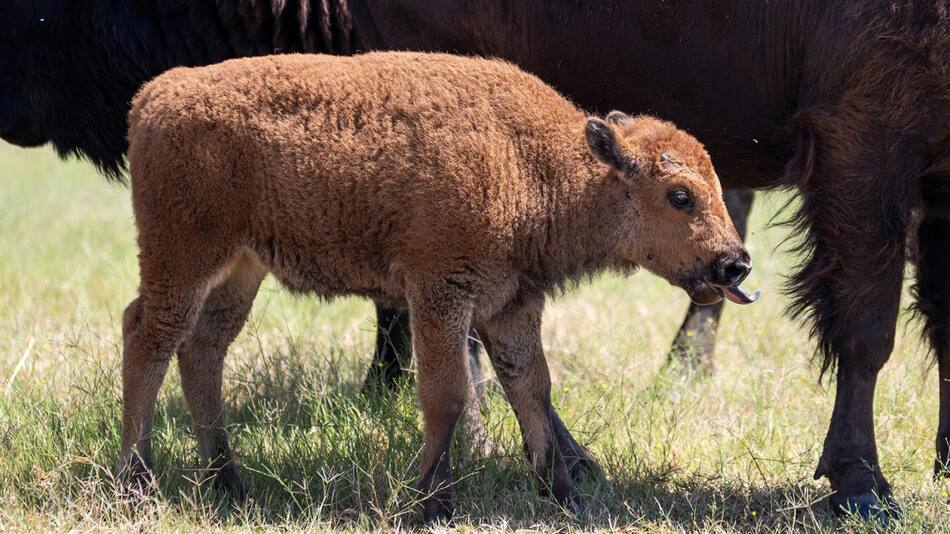 Nació una cría de bisonte americano en el Bioparque Estrella, una reserva natural de más de 300 hectáreas. Foto: EFE.
