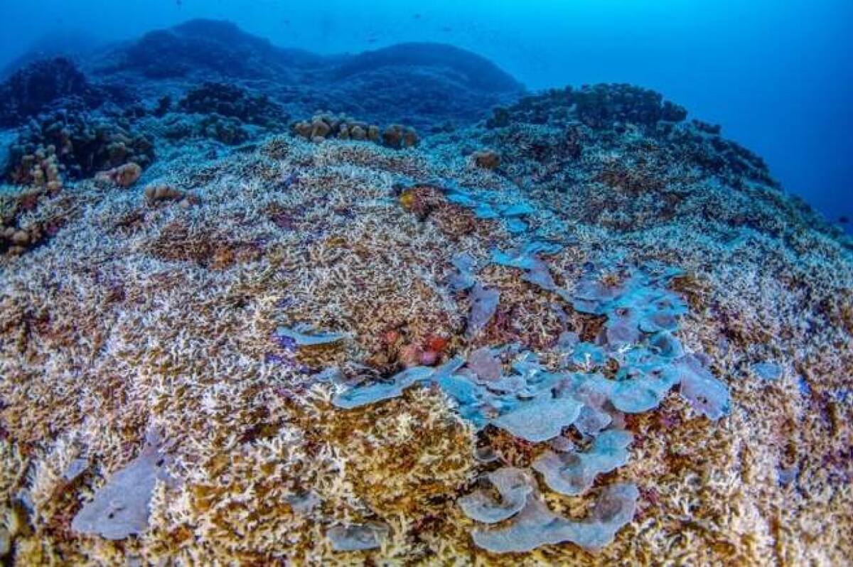 El coral que puede verse desde el espacio. Foto X @MoodAttraction