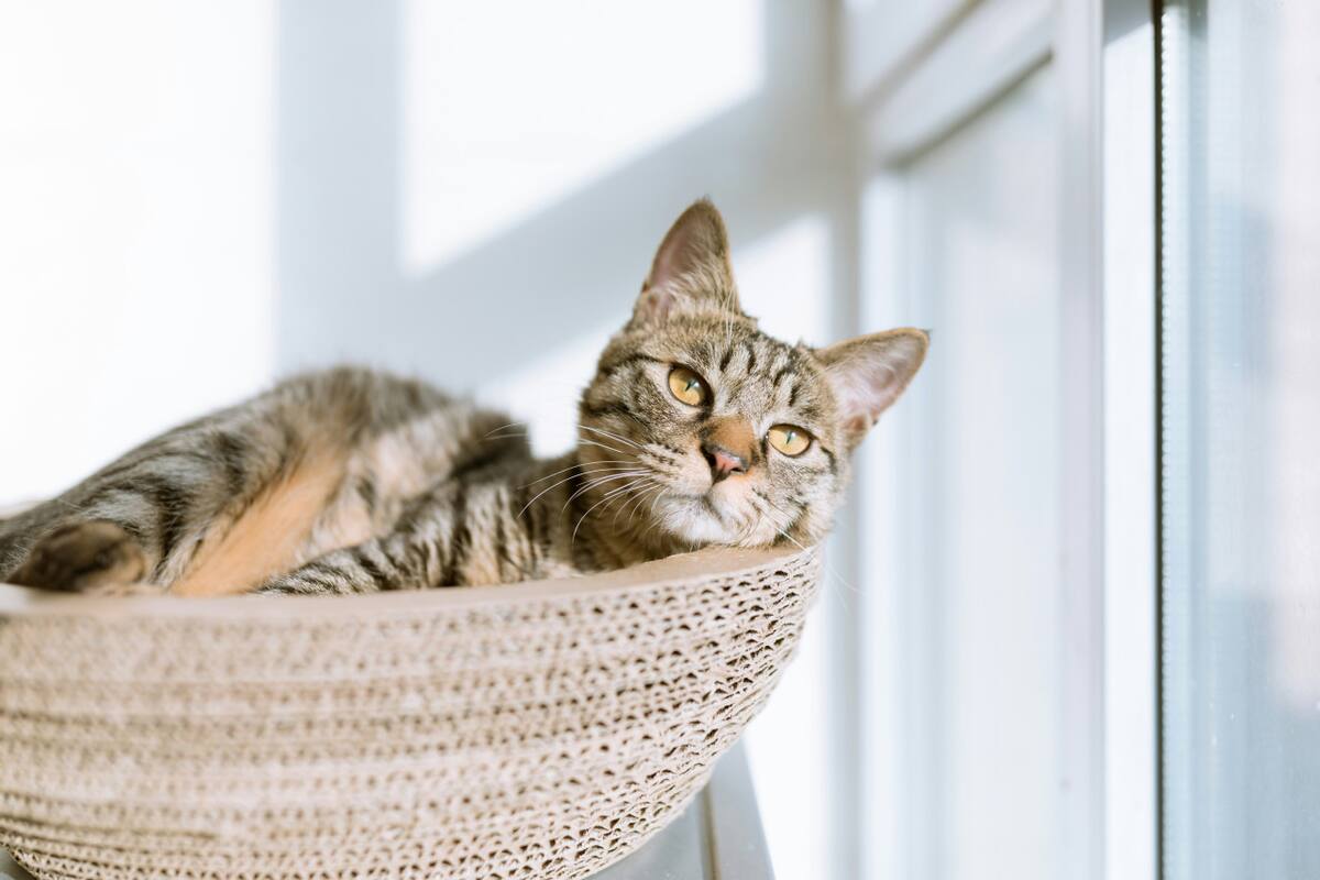 Gato. Foto: Unsplash