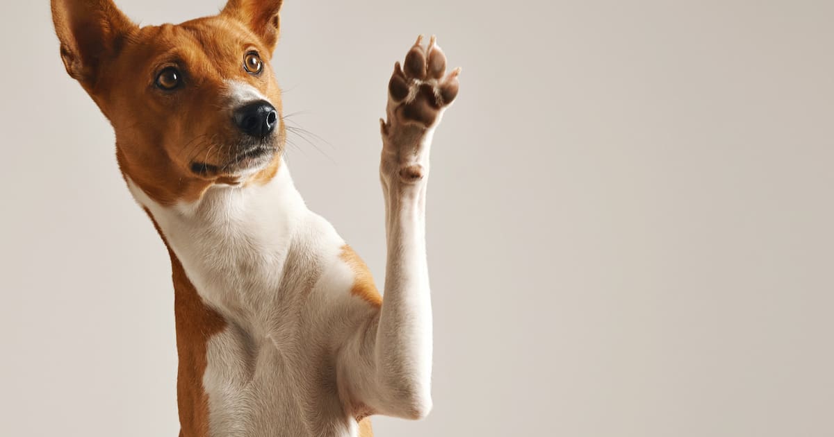 Googie Perro Pequeño, compañero y silencioso: cuál es la única raza de perro en el ...