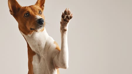Perro basenji. Fuente: Freepik