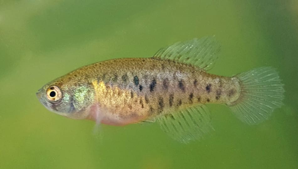 Una nueva especie de pez que vive en charcos de lluvia. Foto: Argentina.gob.ar