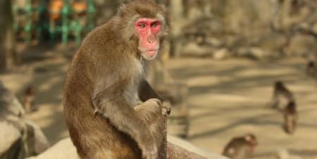 Macacos japoneses. Foto: EFE