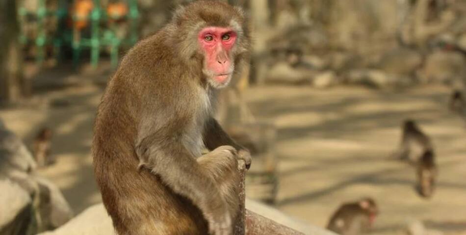 Macacos japoneses. Foto: EFE
