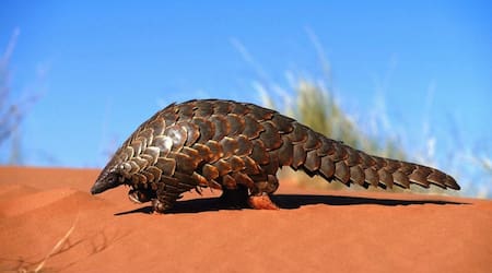 Pangolín gigante. Foto: X