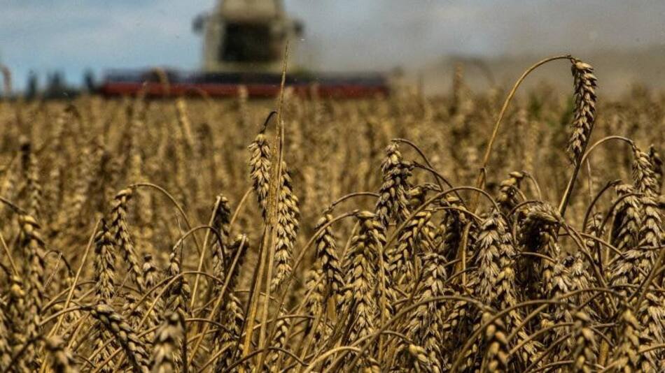 Cereales ucranianos. Foto: Reuters.