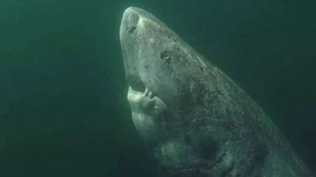 El tiburón más viejo del mundo. Foto: NA.