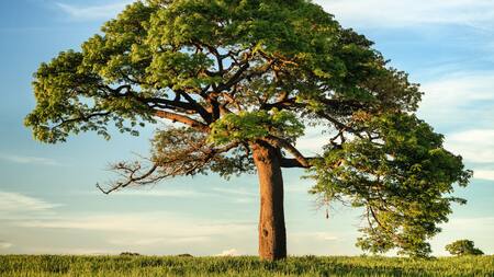 Día Nacional del Árbol. Foto: Unsplash.