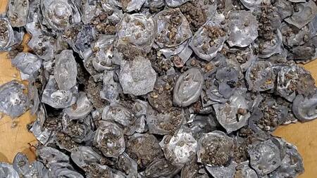 Las monedas halladas en Friburgo, Alemania. Foto: X.