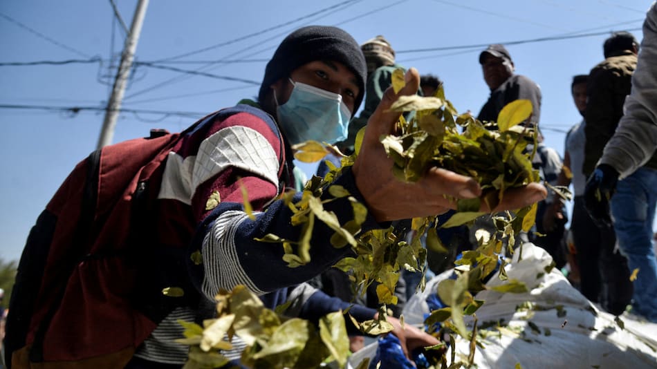 El consumo de la hoja de coca en Bolivia es tanto cultural como medicinal. Foto: Reuters.