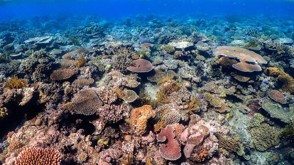 Gran Barrera de Coral. Foto: Unsplash.