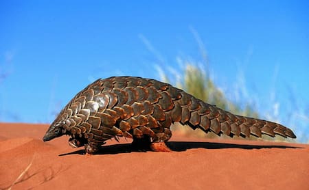 Hace más de 20 años que no se veía al oso hormiguero escamoso. Foto: X.