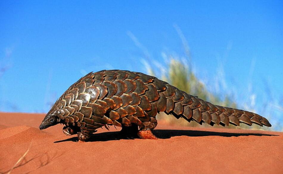 Hace más de 20 años que no se veía al oso hormiguero escamoso. Foto: X.