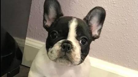 Bulldog francés que luego se convirtió en otra raza. Foto: captura.