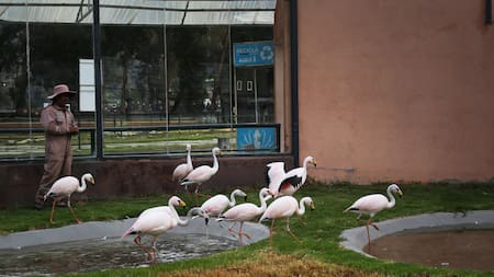 Flamencos, Bolivia. Foto: EFE
