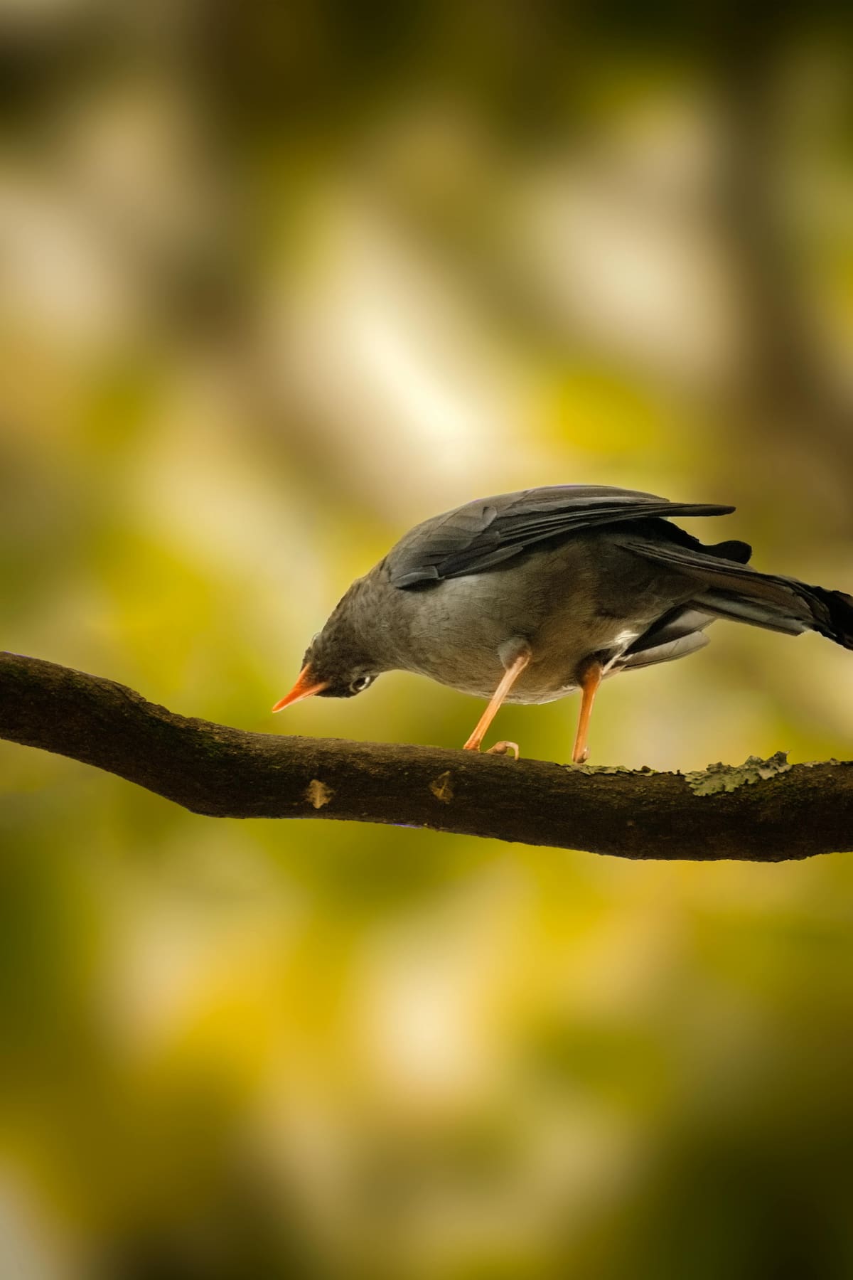 Aves, Colombia. Foto: Pexels