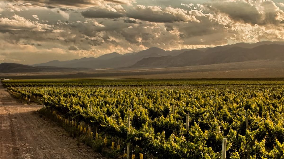 Rutas del vino fuera de Mendoza.