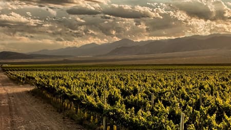Rutas del vino fuera de Mendoza: tres destinos para descubrir bodegas en Argentina este fin de semana XXL