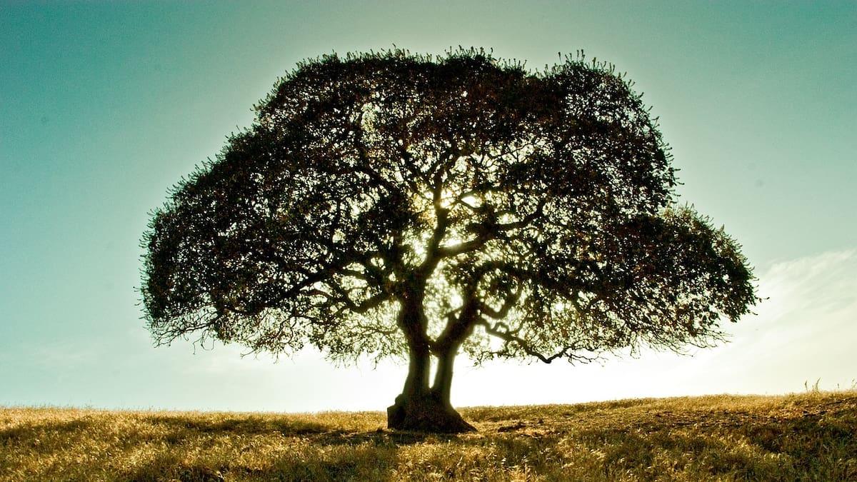 Árbol nogal.
