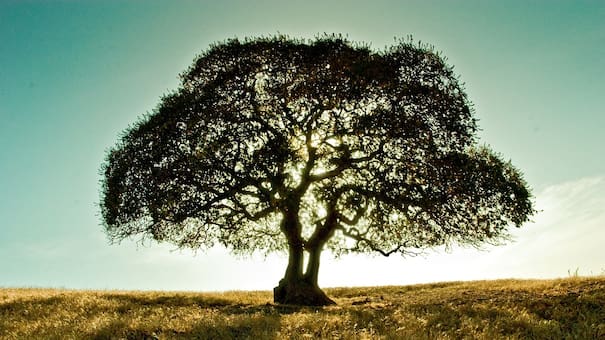 Todo lo que hay que saber sobre el nogal, el árbol majestuoso que proyecta una densa sombra: cómo cultivarlo y cuánto tarda en dar frutos