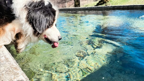 Hidratación canina: ¿cuánta agua necesitan los perros para estar sanos?