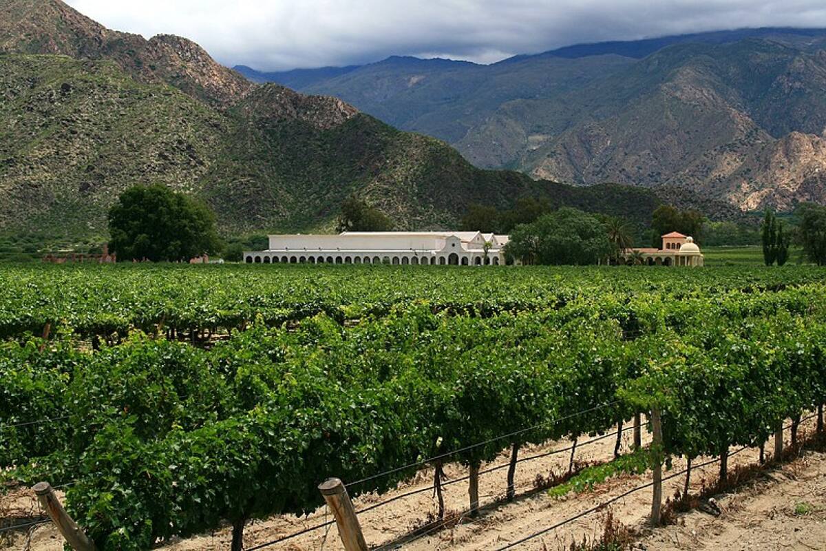 Viñedo Cafayate. Fuente: Wikipedia