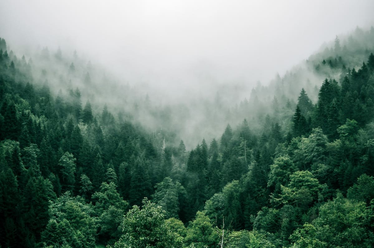 Día Nacional del Árbol. Foto: Unsplash.