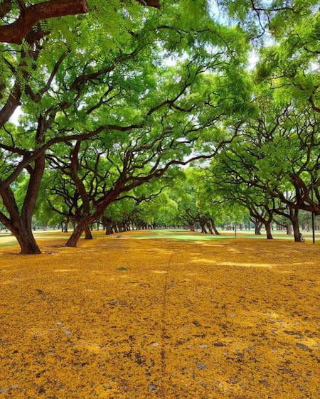 Bosques de Palermo. Foto Instagram @as.arvores.somos.nozes