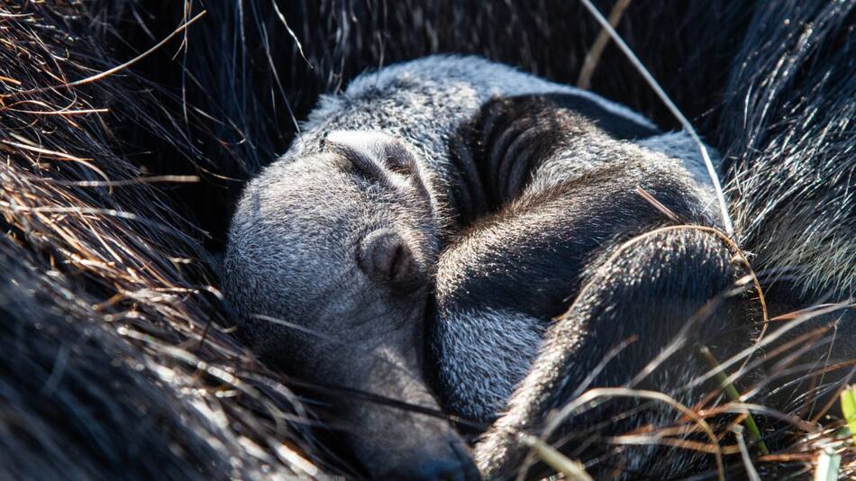 Nuevo ejemplar de oso hormiguero  gigantes en Corrientes. Foto: X/@RewildingArg