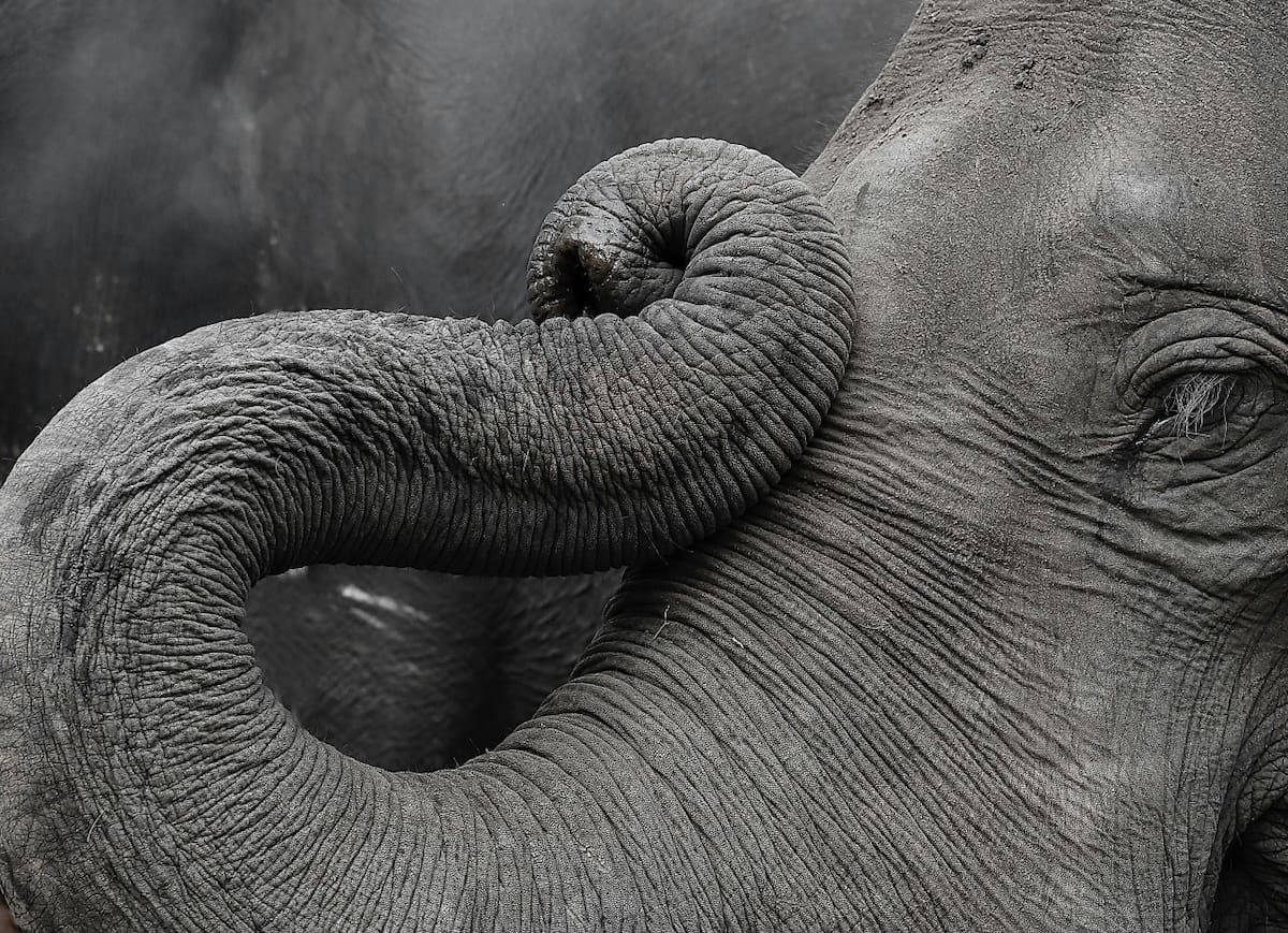 Elefantes, animales, peligro de extensión. Foto: Unsplash