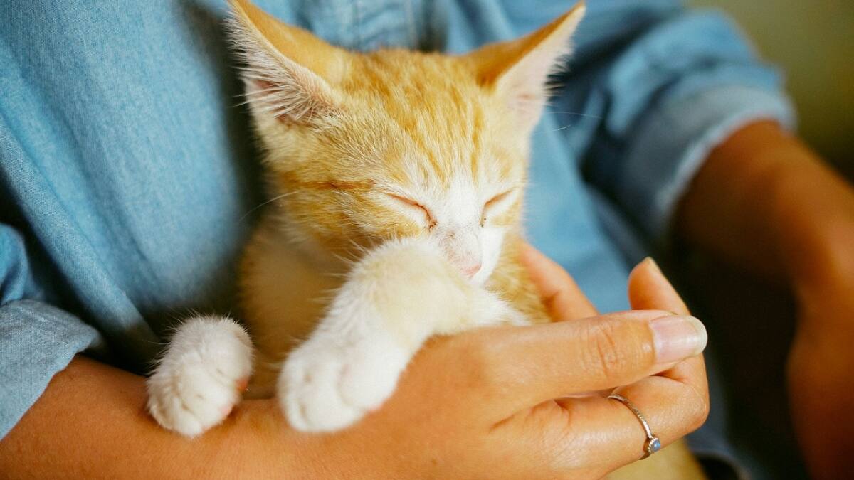 Gatos; felinos; mascotas. Foto: Unsplash.