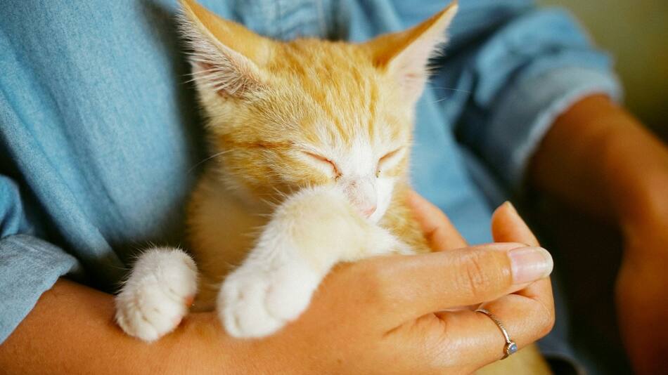 Gatos; felinos; mascotas. Foto: Unsplash.