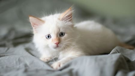 Los mejores nombres para tu gato blanco. Foto Unsplash.