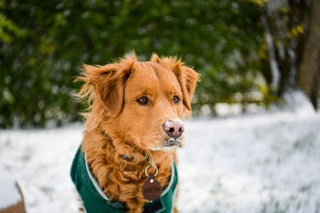 Perros y nieve. Foto Unsplash