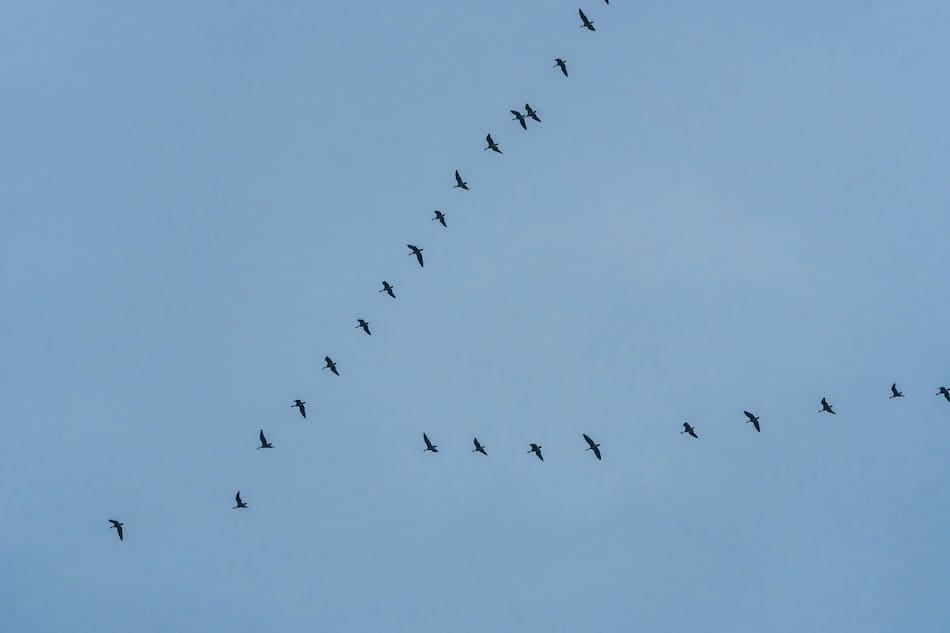 Vuelo en V de pájaros. Foto: Unsplash.