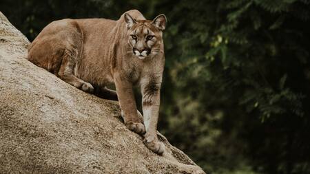 Puma andino. Foto: Unsplash.
