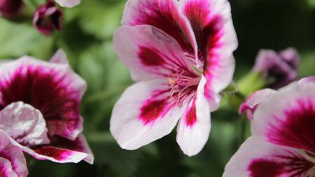 Planta pelargonio, jardinería.