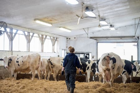 Gripe aviar. Foto: Reuters.