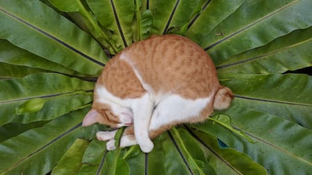 Plantas y animales. Foto: Unsplash.