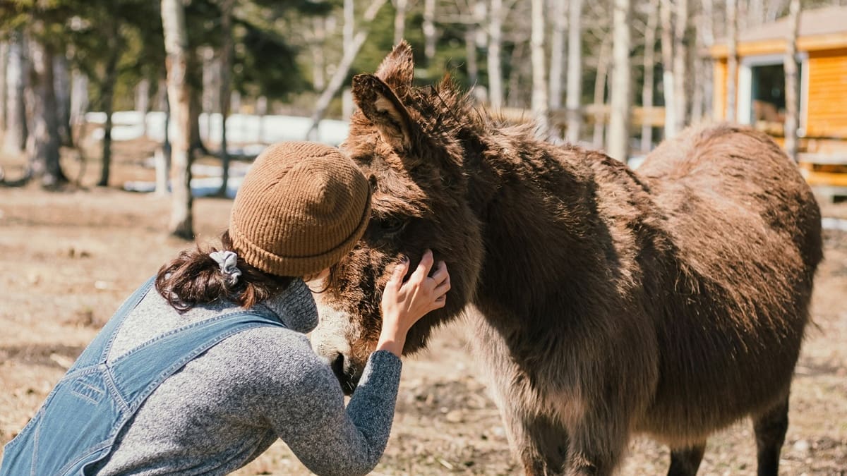 Buscan voluntarios en un hermoso parque natural de Europa.