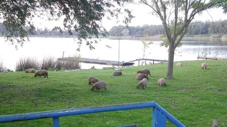 Coronavirus, Argentina, carpinchos en Laguna de los Padres, Mar del Plata