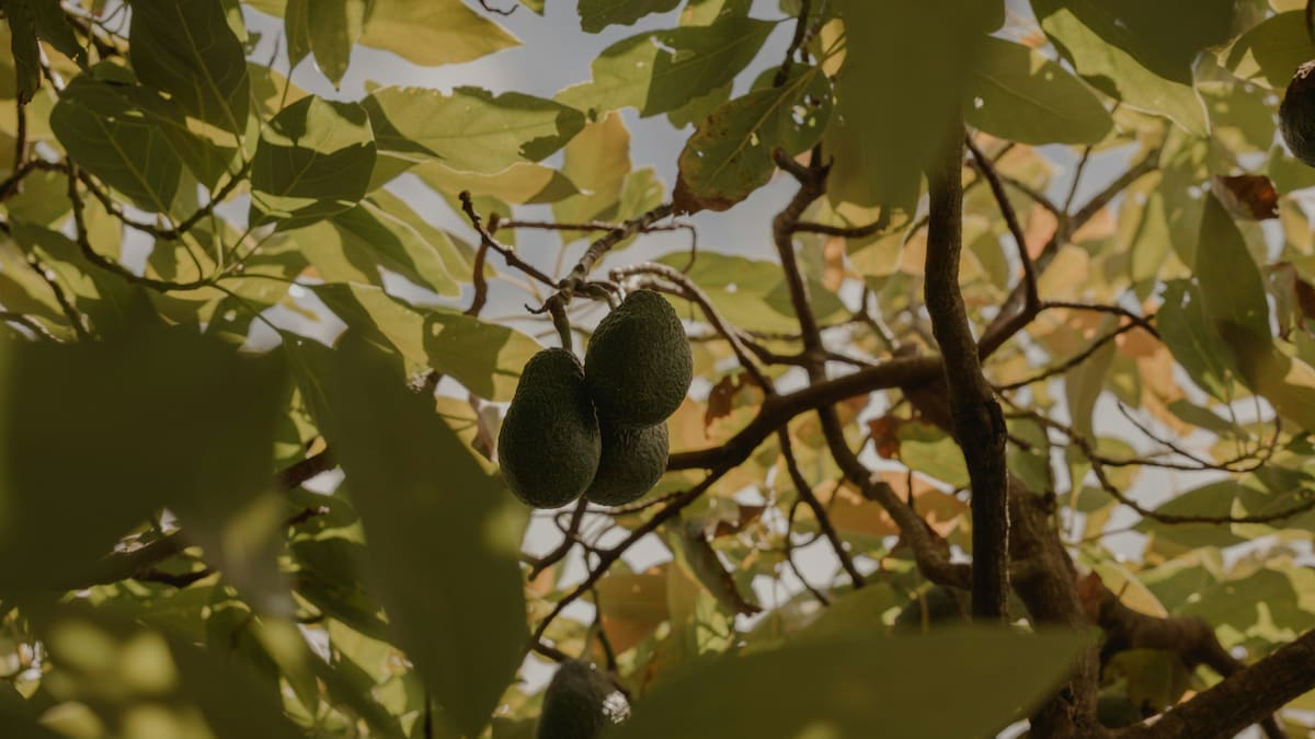 Árbol de palta