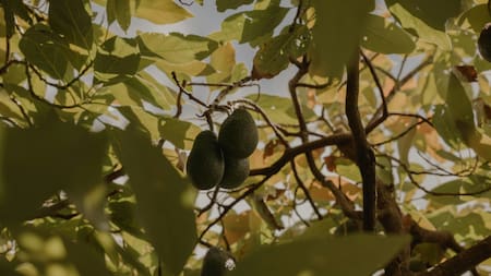 Frutos grandes y fuertes: cada cuánto hay que regar la planta de palta durante la primavera