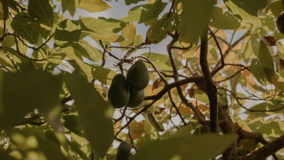 Árbol de palta
