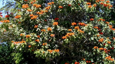Aportan sombra y no ensucian el jardín: los 5 árboles ideales para plantar en tu casa antes del verano