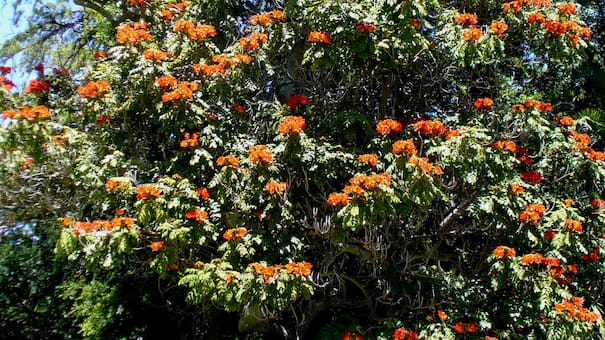 Aportan sombra y no ensucian el jardín: los 5 árboles ideales para plantar en tu casa antes del verano