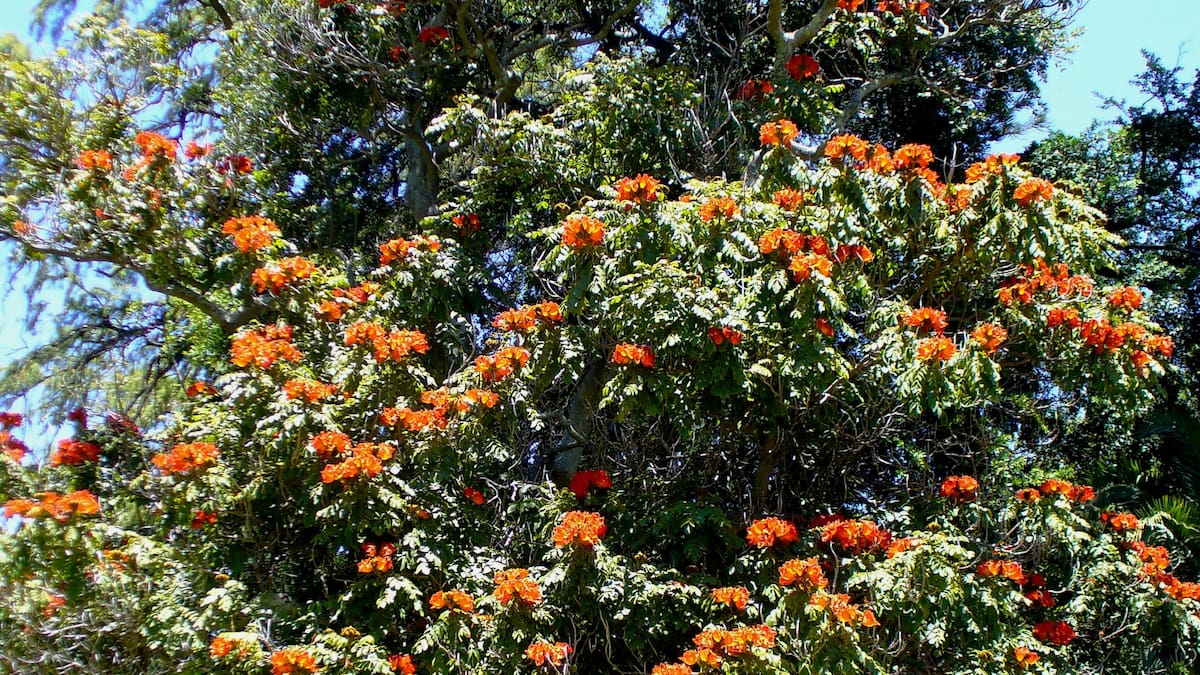 Aportan sombra y no ensucian el jardín: los 5 árboles ideales para plantar en tu casa antes del verano