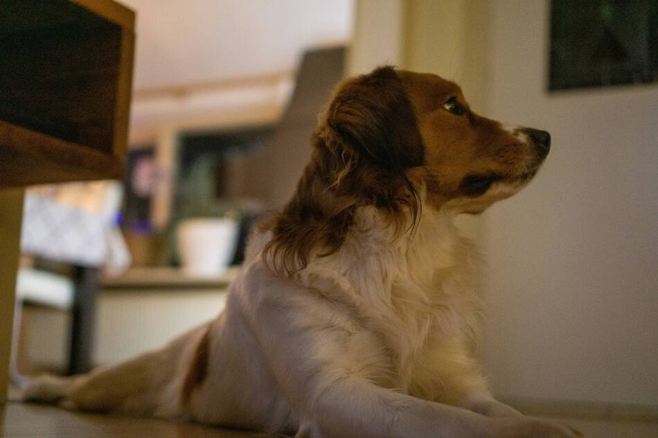 Perros. Foto: Unsplash.