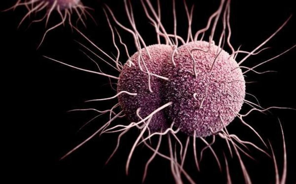 ¿Cuáles son las superbacterias más resistentes? Neisseria gonorrhoeae